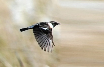 Bird-watching session in collaboration with the Natural History Society, Palakkad at the malampuzha backwaters